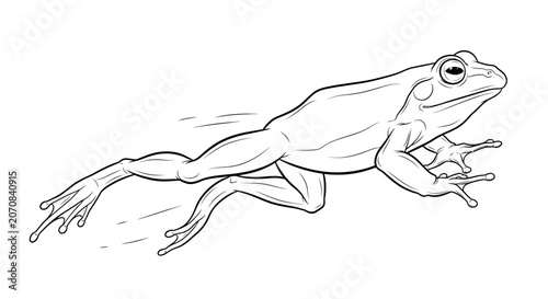 Vászonkép A dynamic black and white line art sketch of a frog jumping in mid-air on a clean white background