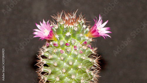 pink cactus flower
