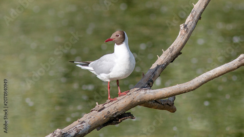 black headed gull