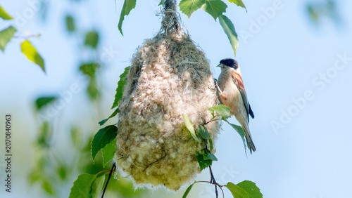 great tit parus major