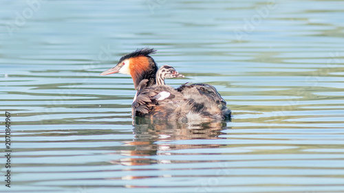 duck in water