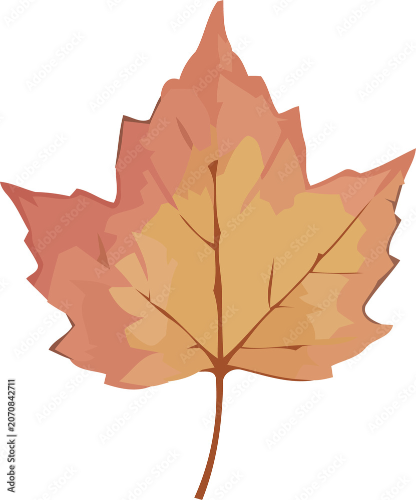 Fototapeta premium Watercolor Autumn Maple Leaf Illustration