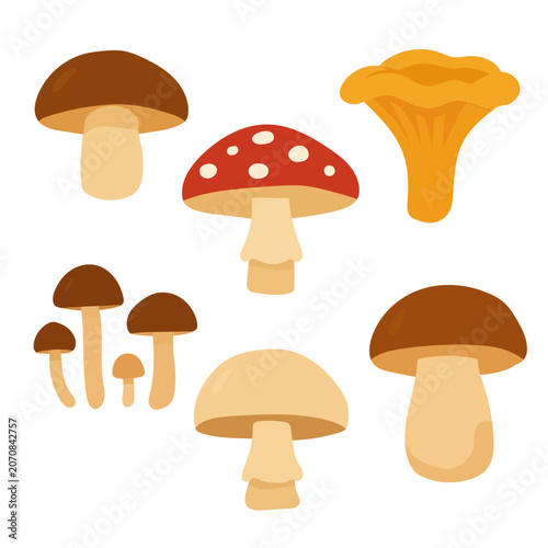 Collection of forest mushrooms including boletus, chanterelle and amanita in warm autumn colors