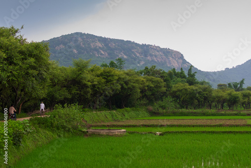 Green beautiful paddy field of Purulia with Ajodhya Hills in the background, West Bengal, India. Purulia is famous for paddy farming and one of the best producers of paddy in West Bengal.