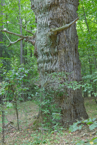 Alter Eichenstamm im dichten Wald mit markanter Rinde und Stamm