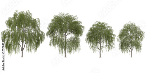 Obraz na plátne Set of Salix plants isolated on white background