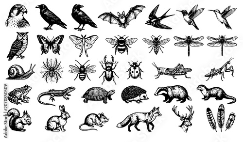 Foto Antique Natural History Wildlife Vector Collection with Engraved Birds and Insec