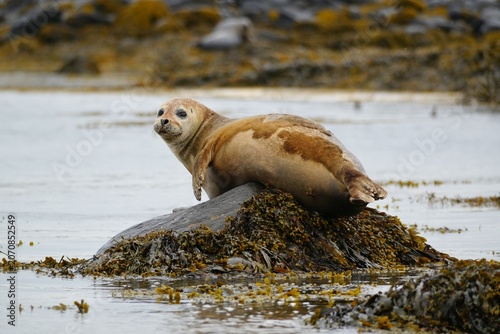 Photography seal