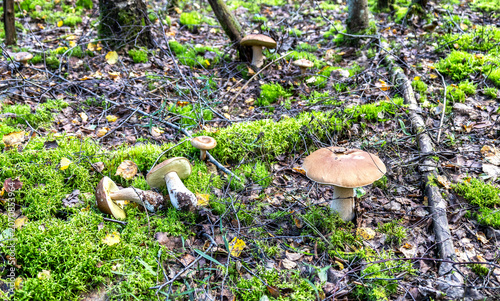 Forest edible mushrooms