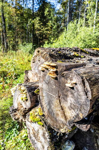 Broken old cut tree logs piled up near a forest road in sunny summer day