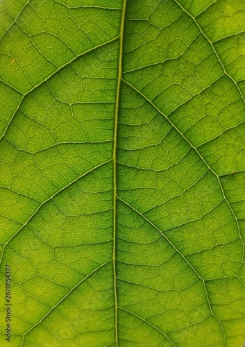 Quadro su tela Close up of fresh green leaf texture with veins pattern