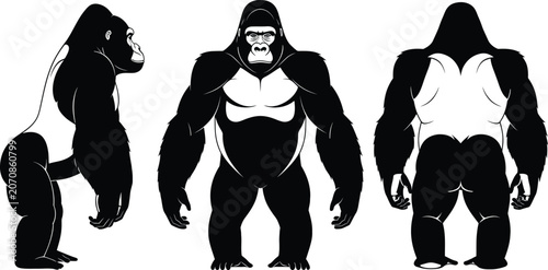 Fotografie Black and white illustration of a silverback gorilla in front and side profile v