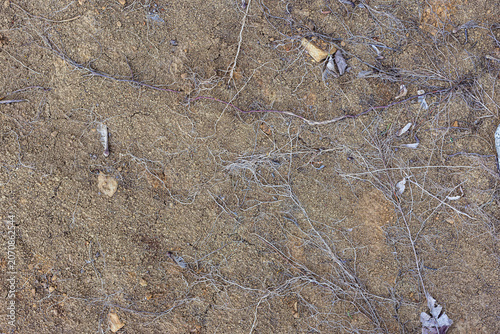 Canvastavla Brown background of dried clay soil with plant roots at sunset