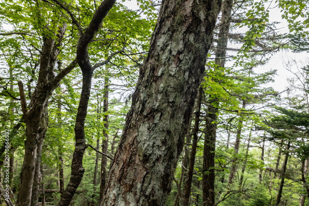 Fototapeta premium Larix kaempferi, Japanese larch or karamatsu. The Pinaceae, or pine family. Mount Fuji Fujinomiya 5th Station, Shizuoka Prefecture, Japan. Mt. Fuji Natural Recreation Forest Hiking Course. 