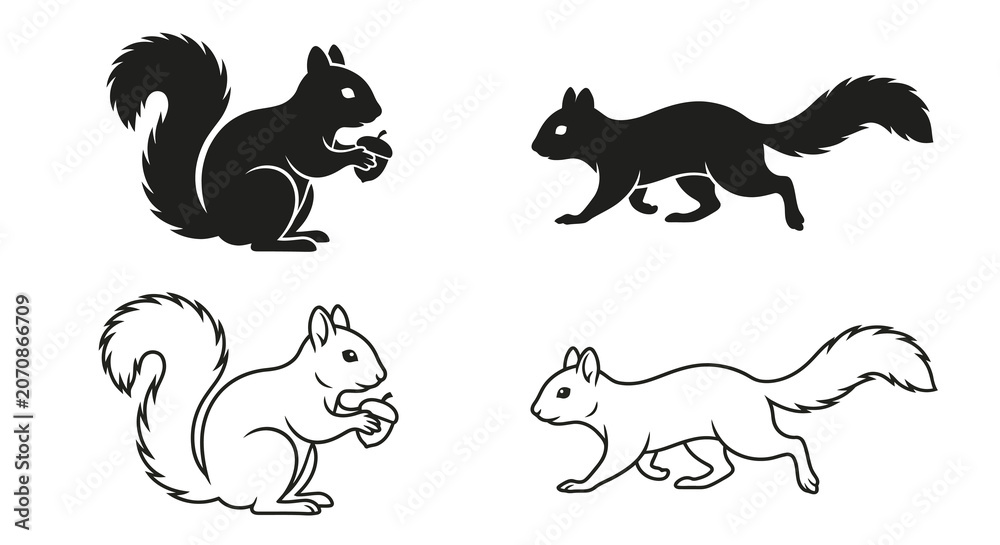 Obraz premium Squirrel Silhouettes And Line Art On White Background