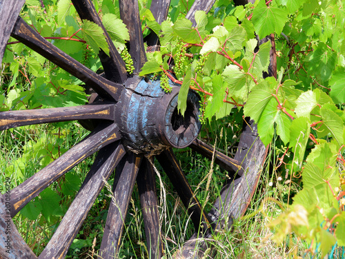 Roue de charrue et vigne