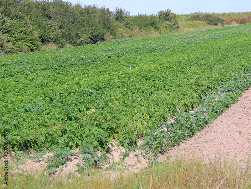 Champ de pommes de terre de Noirmoutier
