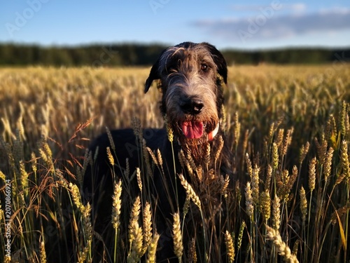 Obraz na płótnie Irish Wolfhound standing in golden wheat field on sunny day