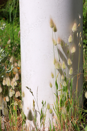 petites plantes sauvage douce et poilues