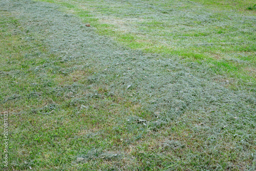 Photos Mown grass swaths on backyard lawn texture, green garden meadow field after mowi