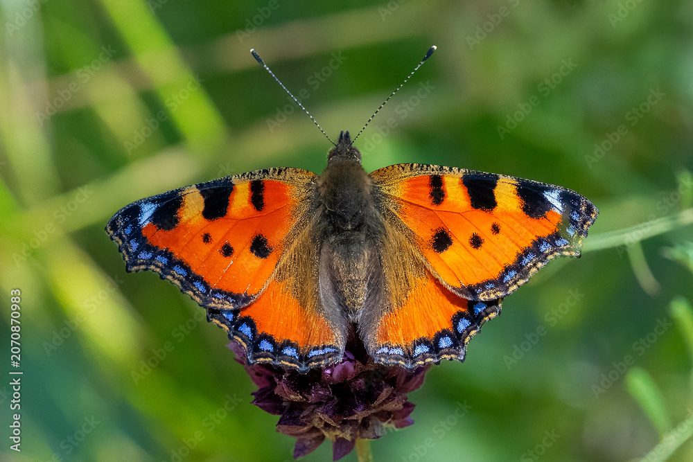 Naklejka premium Nymphalidae / Aglais / Small Tortoiseshell / Aglais urticae
