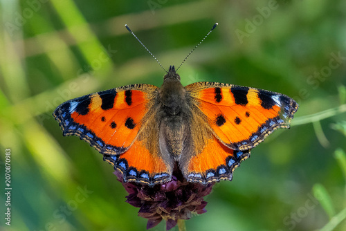 Obraz na plátně Nymphalidae / Aglais / Small Tortoiseshell / Aglais urticae