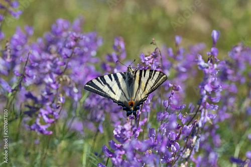Obraz na płótnie Papilionidae / Erik Kırlangıçkuyruğu / Scarce Swallowtail / Iphiclides podaliriu