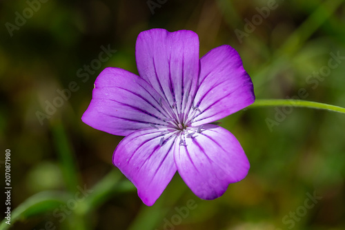 purple flower in the garden