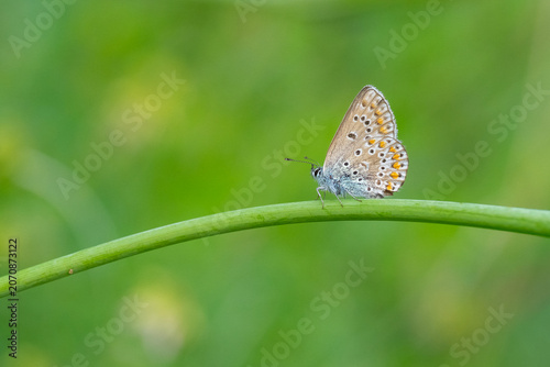 Quadro su tela Lycaenidae / Çokgözlü Mavi / Common Blue / Polyommatus icarus