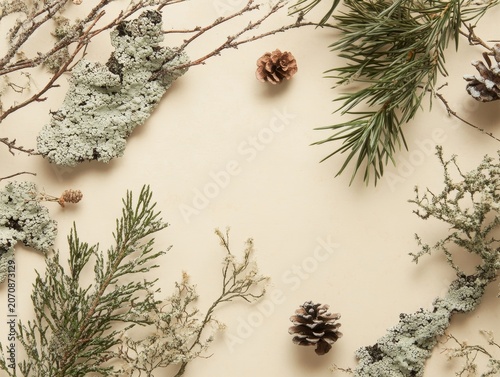 Nature scene with lichen, pine, and dry twigs on a beige background. Good for showcasing beauty products and branding. Space for text.
