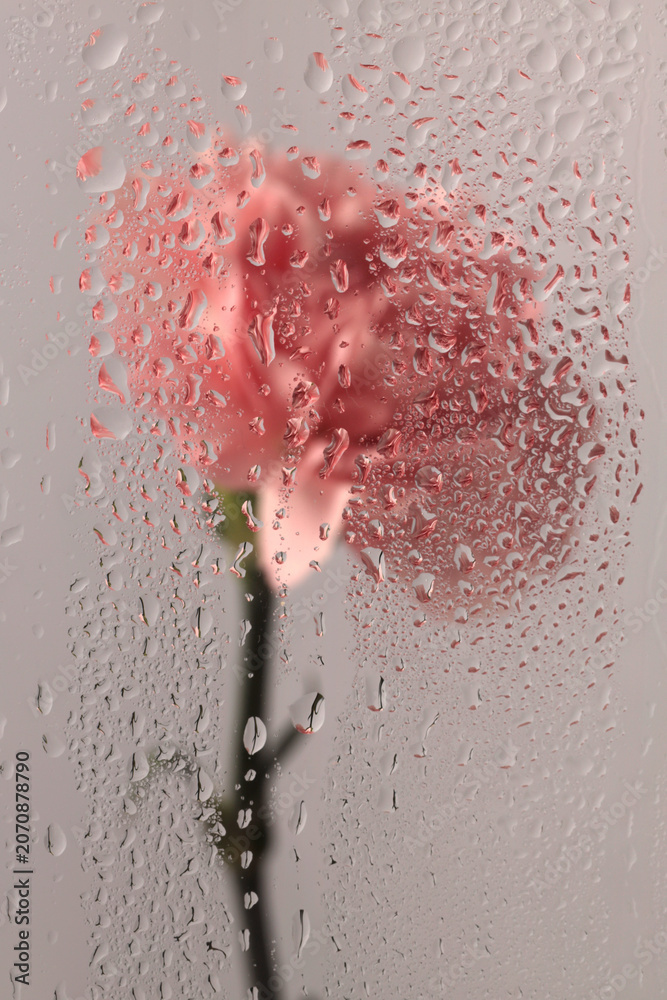 Fototapeta premium Smoke selected soft focus cream beige pink carnation Flower through glass with wet flow water drops. Abstract natural blur background.