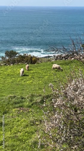 Sheep graze on green coastal meadow, blooming tree, Atlantic Ocean, Portuguese Camino de Santiago, pastoral landscape. Pilgrimage route, rural landscape, outdoor exploration, nature destination