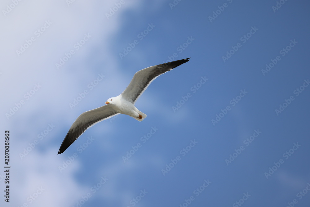 Obraz premium Great black-backed gull (Larus marinus, Mantelmöwe) on Heligoland
