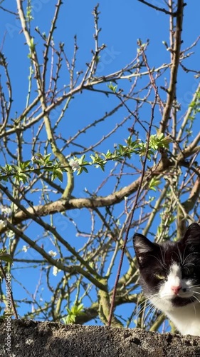 Black white cat on stone wall beneath budding branches, spring wildlife, natural textures. Pet lifestyle, animal behavior, spring season, outdoor nature, domestic companion