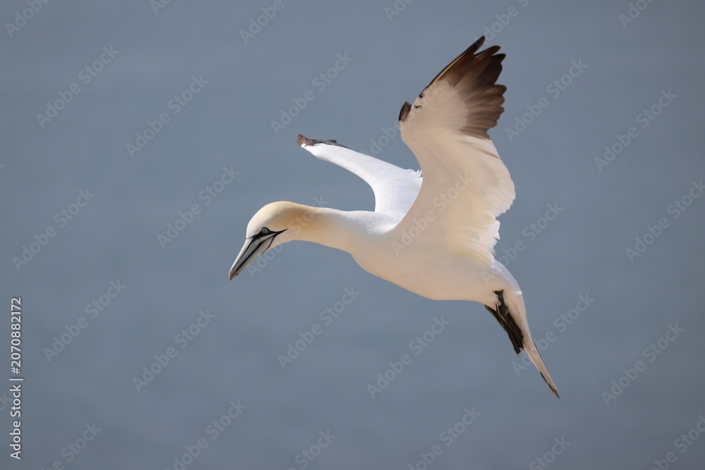 Fototapeta premium Northern gannet (Morus bassanus, Basstölpel) - At the Lummenfelsen on Heligoland