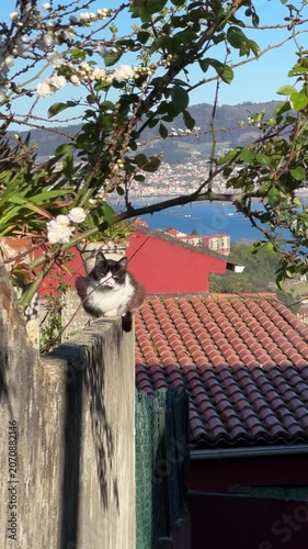 Cat rests on stone wall beneath blooming branches overlooking rooftops, coastal bay in Vigo, Spain, combining domestic animal life with elevated urban landscape, waterfront scenery. Pet lifestyle