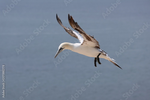 Schilderij op canvas Northern gannet (Morus bassanus, Basstölpel) - At the Lummenfelsen on Heligoland