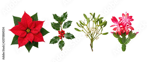 Quadro su tela Christmas plants poinsettia holly mistletoe Christmas cactus, isolated on transp