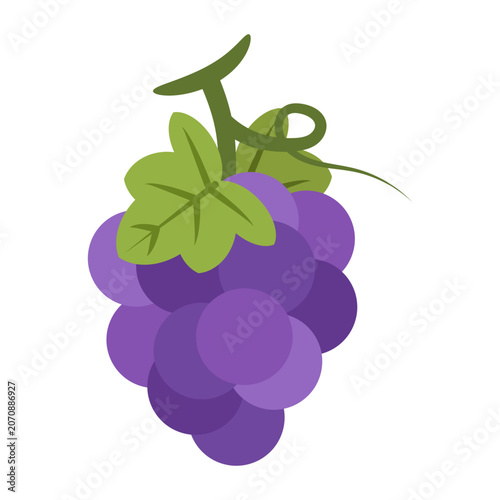 Purple grape fruit. Vector illustration.