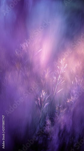 Dreamy Purple Meadow Grass Background with Soft Pastel Light