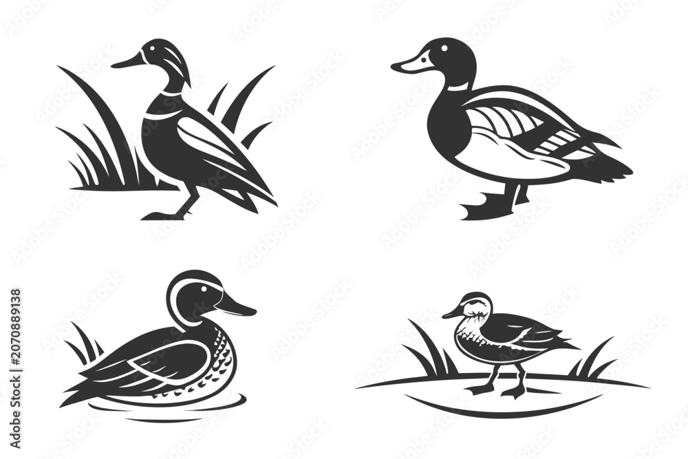 Fototapeta premium Four black and white duck illustrations in nature setting