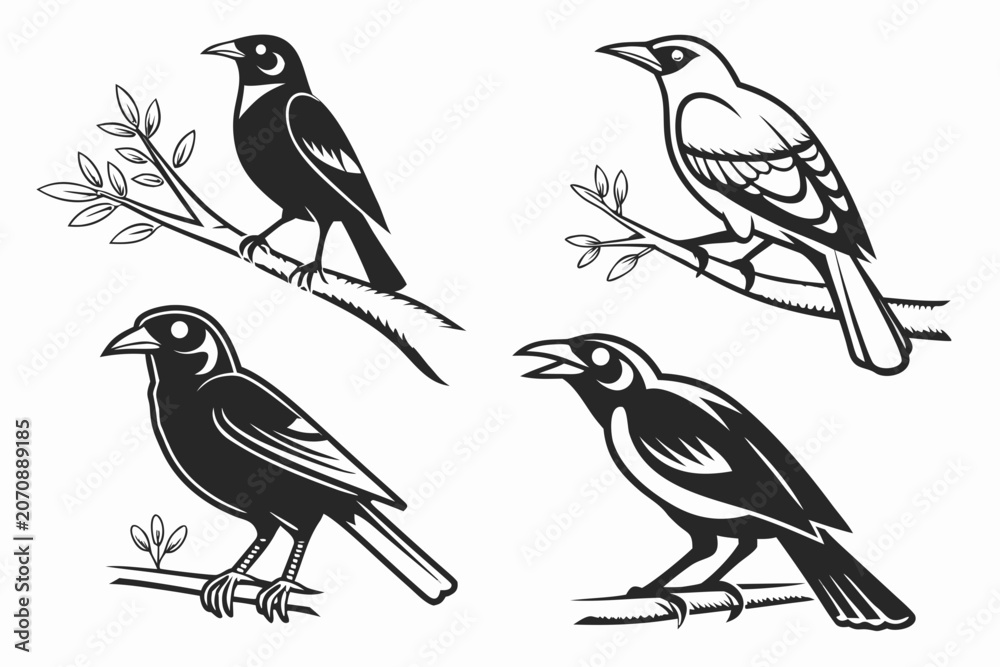 Fototapeta premium Four black and white birds perched on branches