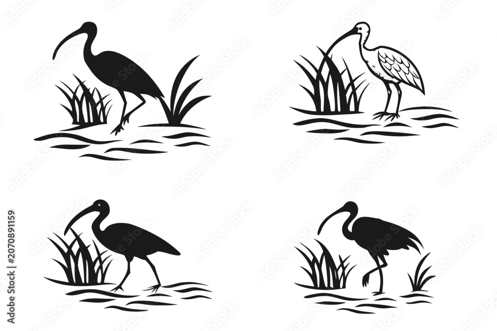 Obraz premium Black and white birds standing in shallow water