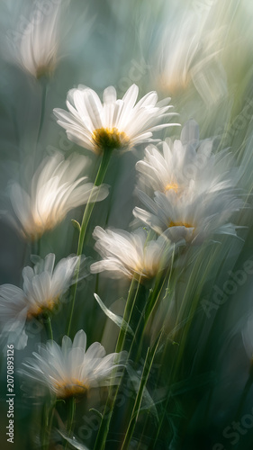 Soft White Daisy Floral Background with Dreamy Natural Light
