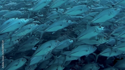 A vast school of tuna fish gracefully navigates the open ocean's azure depths.