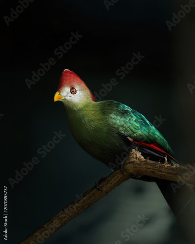 Portrait of a Red-crested Turaco (Tauraco erythrolophus) perched on a branch against a dark background. The dramatic natural lighting enhances the vivid red crest and iridescent green plumage, creatin