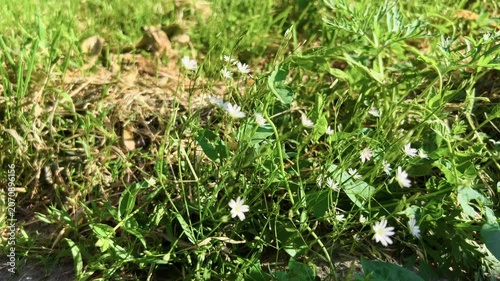 Small white wildflowers swaying in wind among lush green grass and weeds in sunny meadow