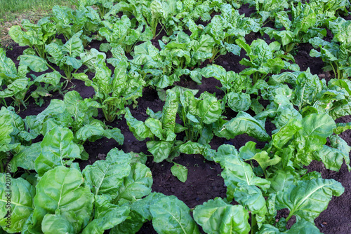 Foto Even garden beds of lush green beets or chard grow on fertile, moist black soil