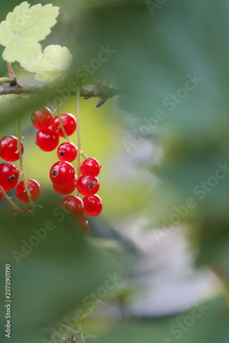 Ripe red currants on the bush close up