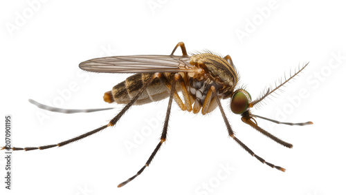 Canvas Print Isolated close-up detailed view of a mosquito insect pest with clear wings and l